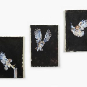 Triptych Owl III